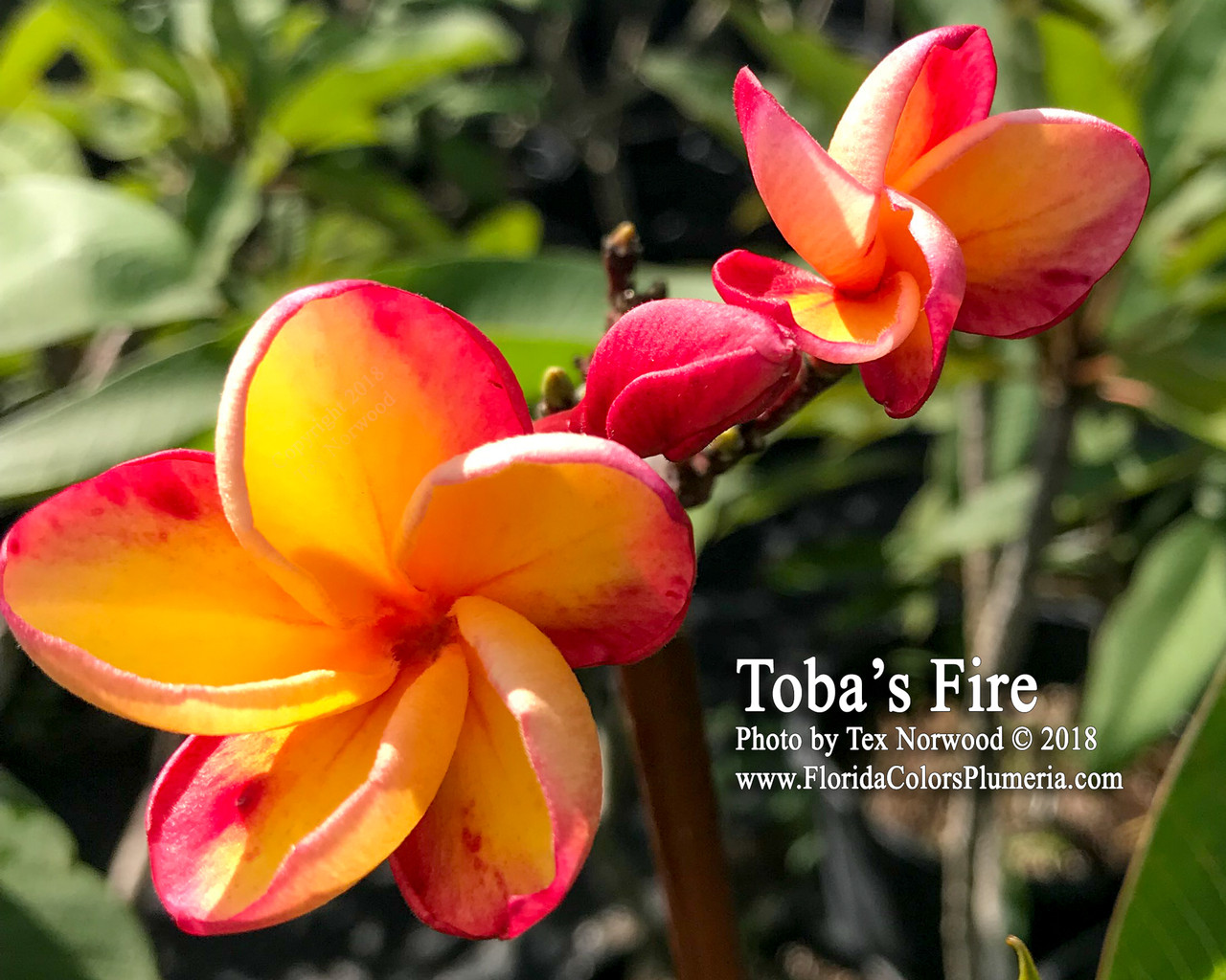 オ*ド様 ラスト！プルメリア　ファイヤーブラスト　Plumeria Fire b Fireblast- Grafted Plants – Brad's Buds and Blooms