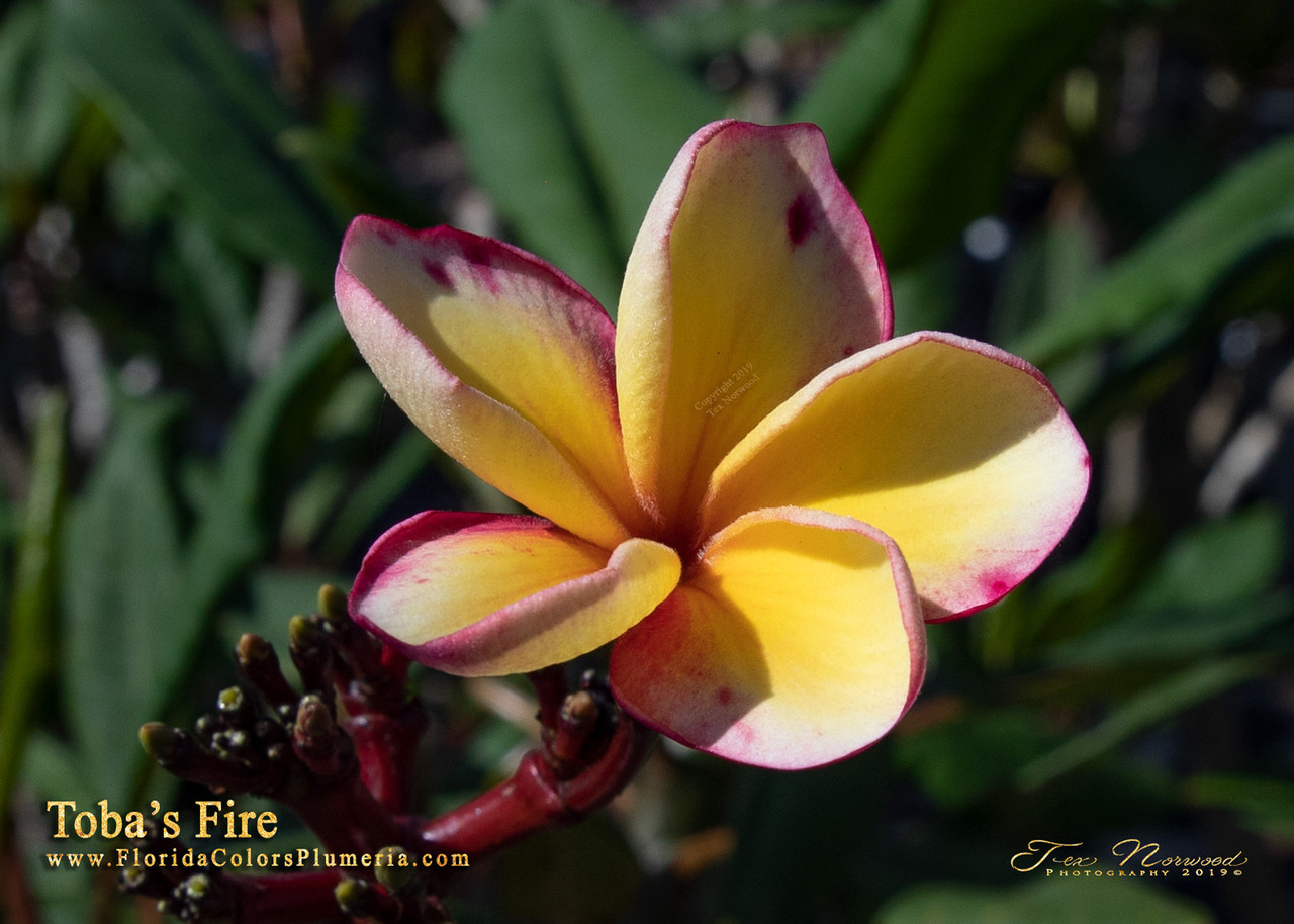 Toba's Fire Plumeria