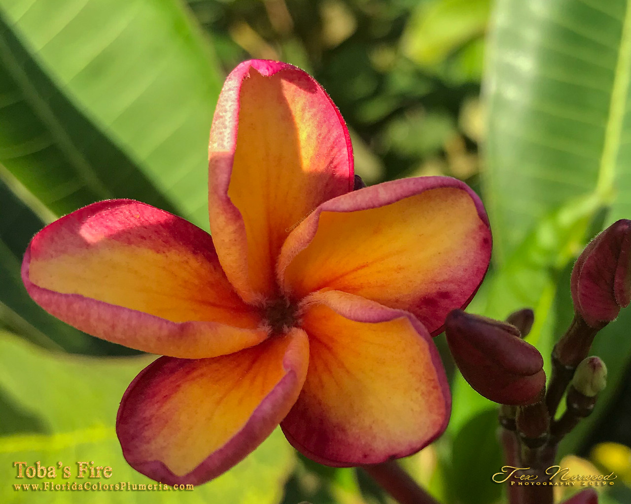 Toba's Fire Plumeria