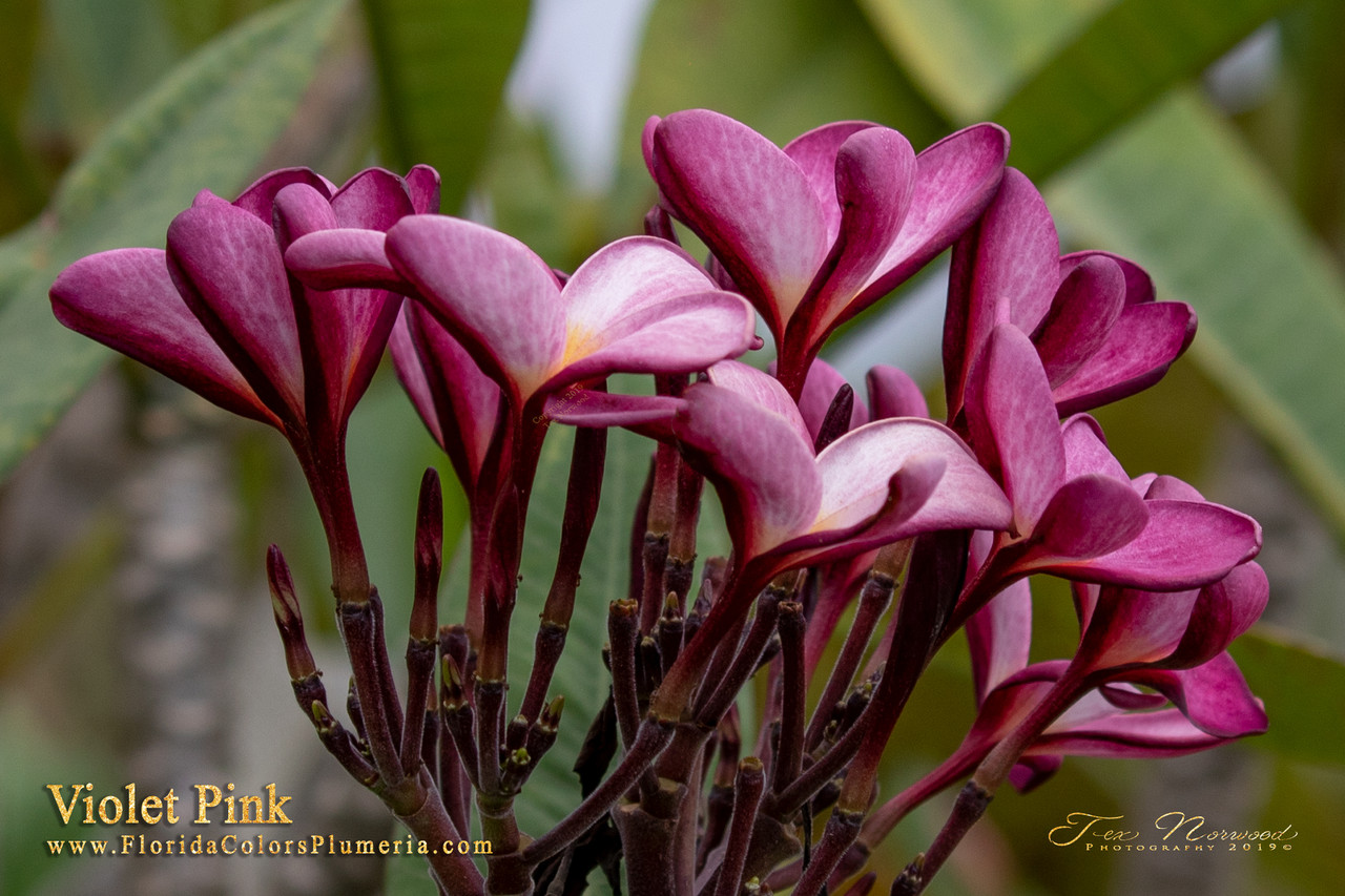 Violet Pink Plumeria