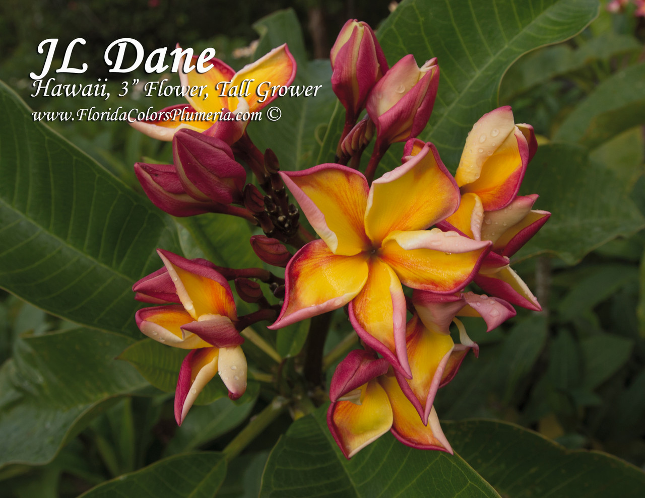 Dane Plumeria Introduced by Jim Little