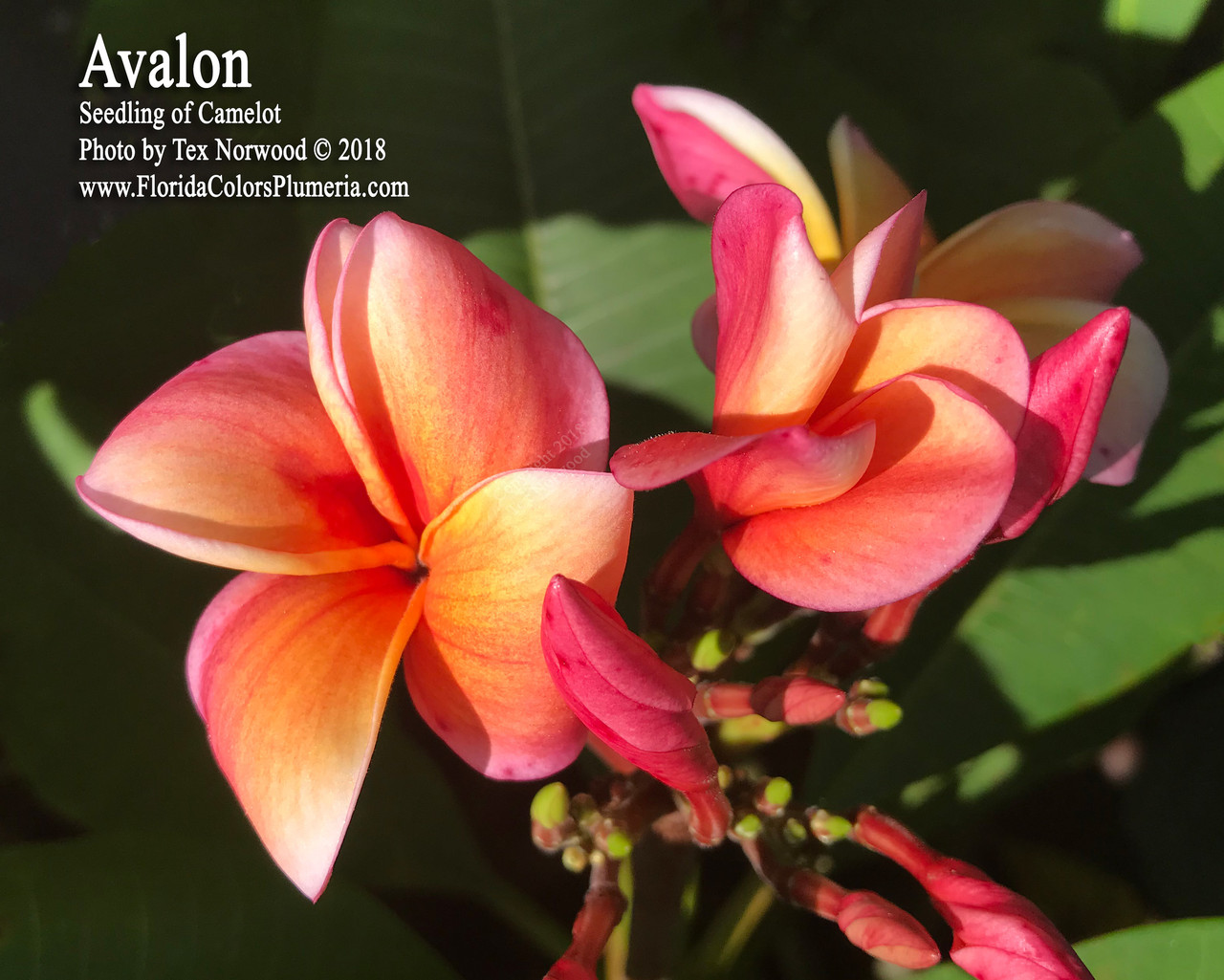 Avalon FCN Plumeria