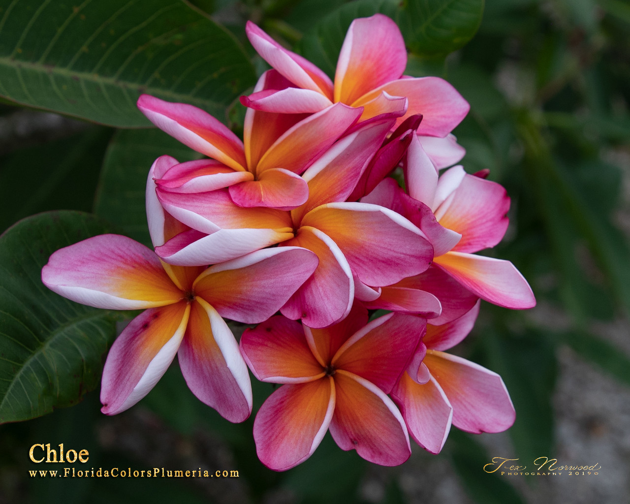 Chloe Plumeria Introduced by Florida Colors Nursery