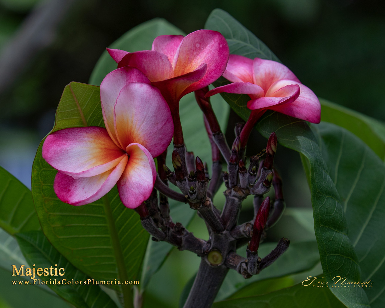 Majestic Plumeria Introduced by Florida Colors Nursery