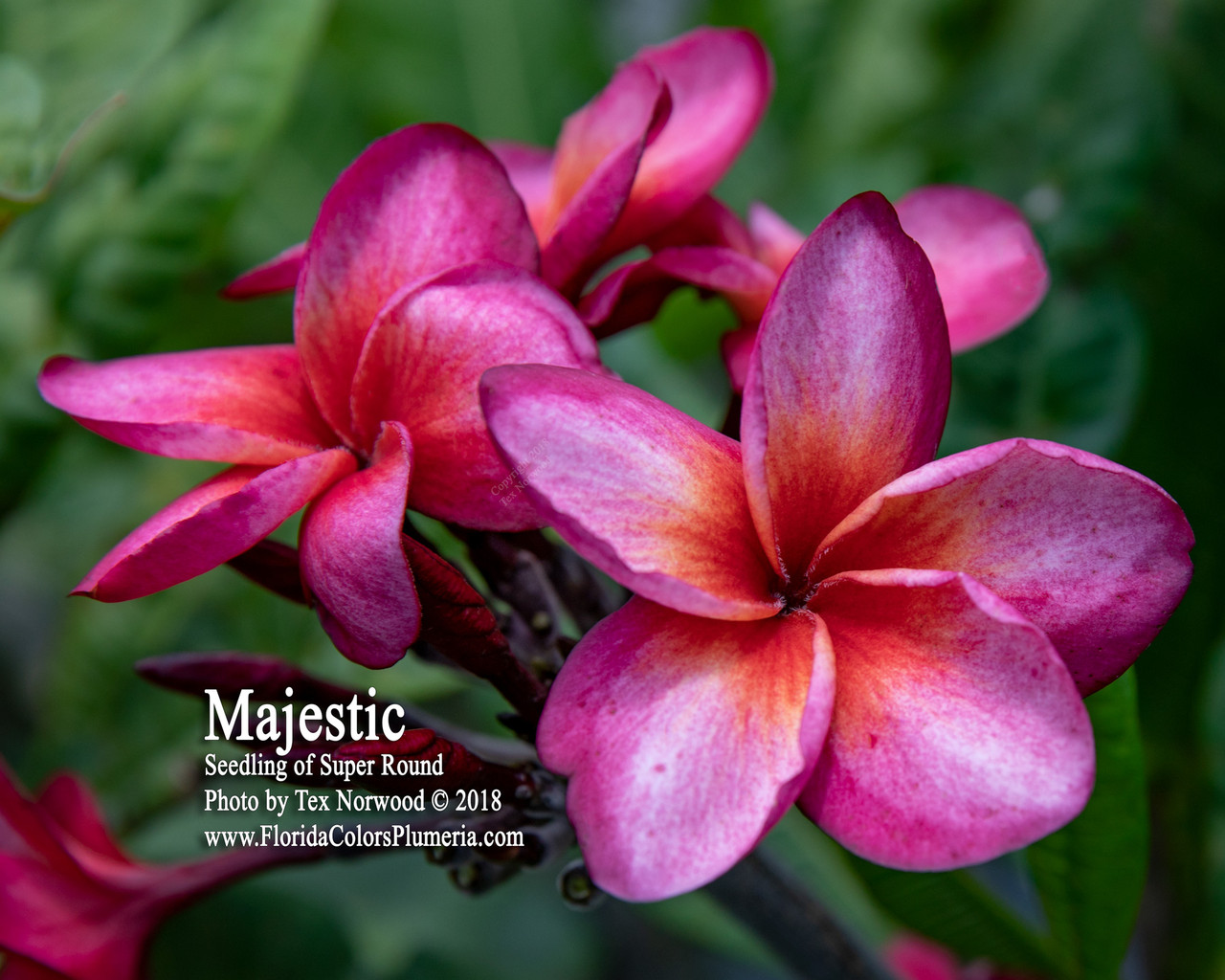 Majestic Plumeria Introduced by Florida Colors Nursery