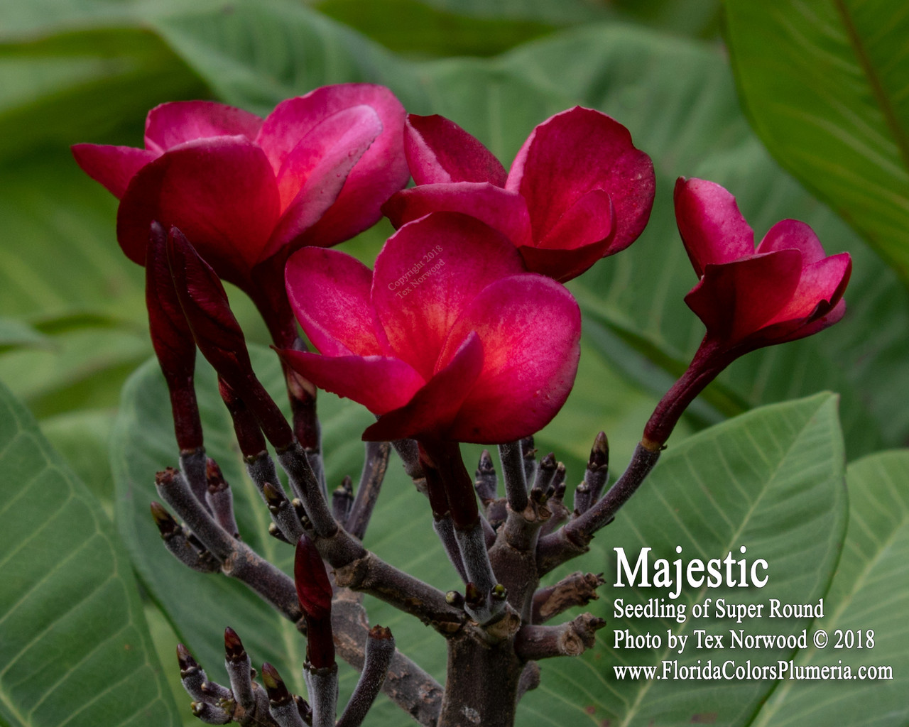 Majestic Plumeria Introduced by Florida Colors Nursery