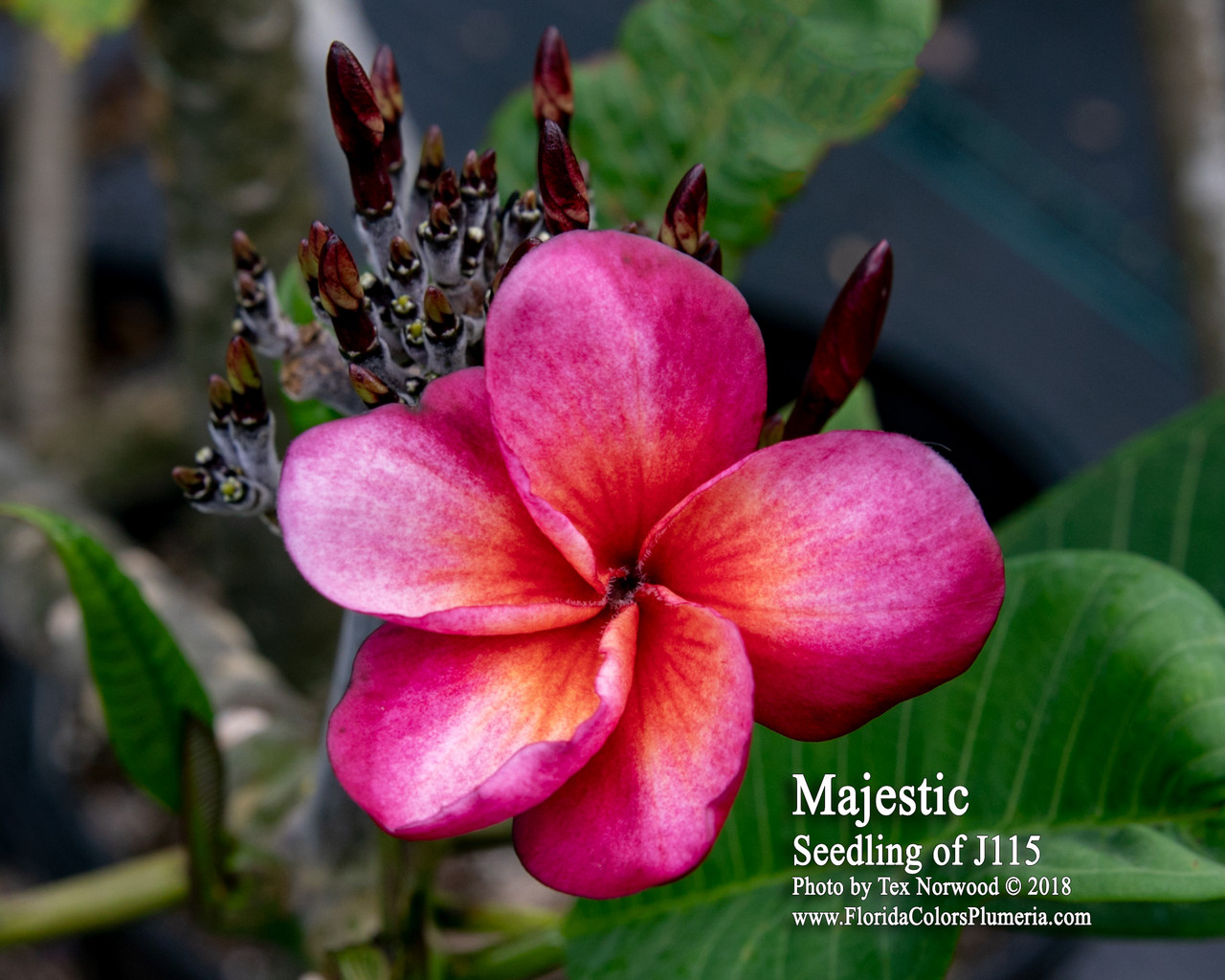 Majestic Plumeria Introduced by Florida Colors Nursery