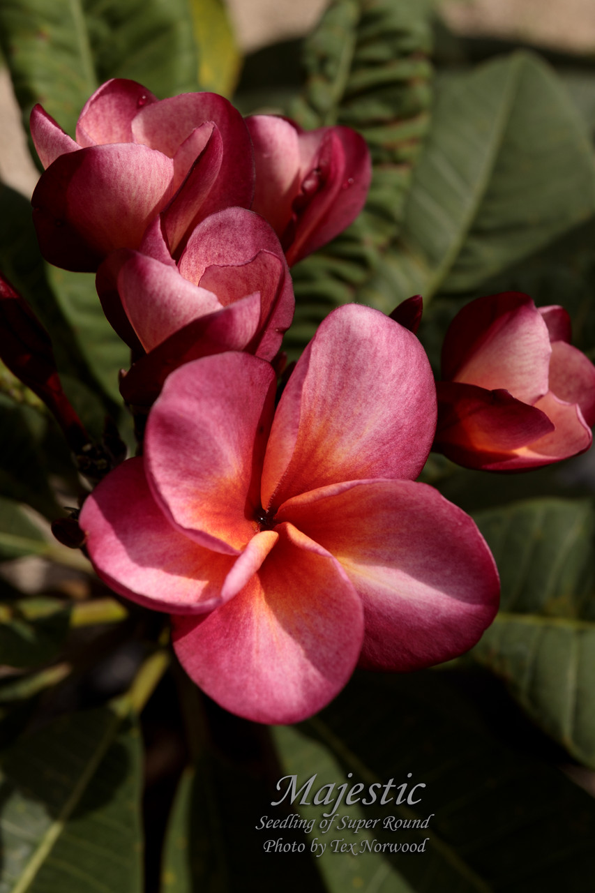 Majestic Plumeria Introduced by Florida Colors Nursery