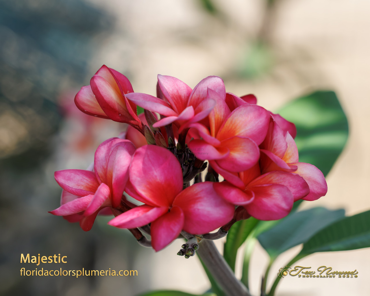 Majestic Plumeria Introduced by Florida Colors Nursery