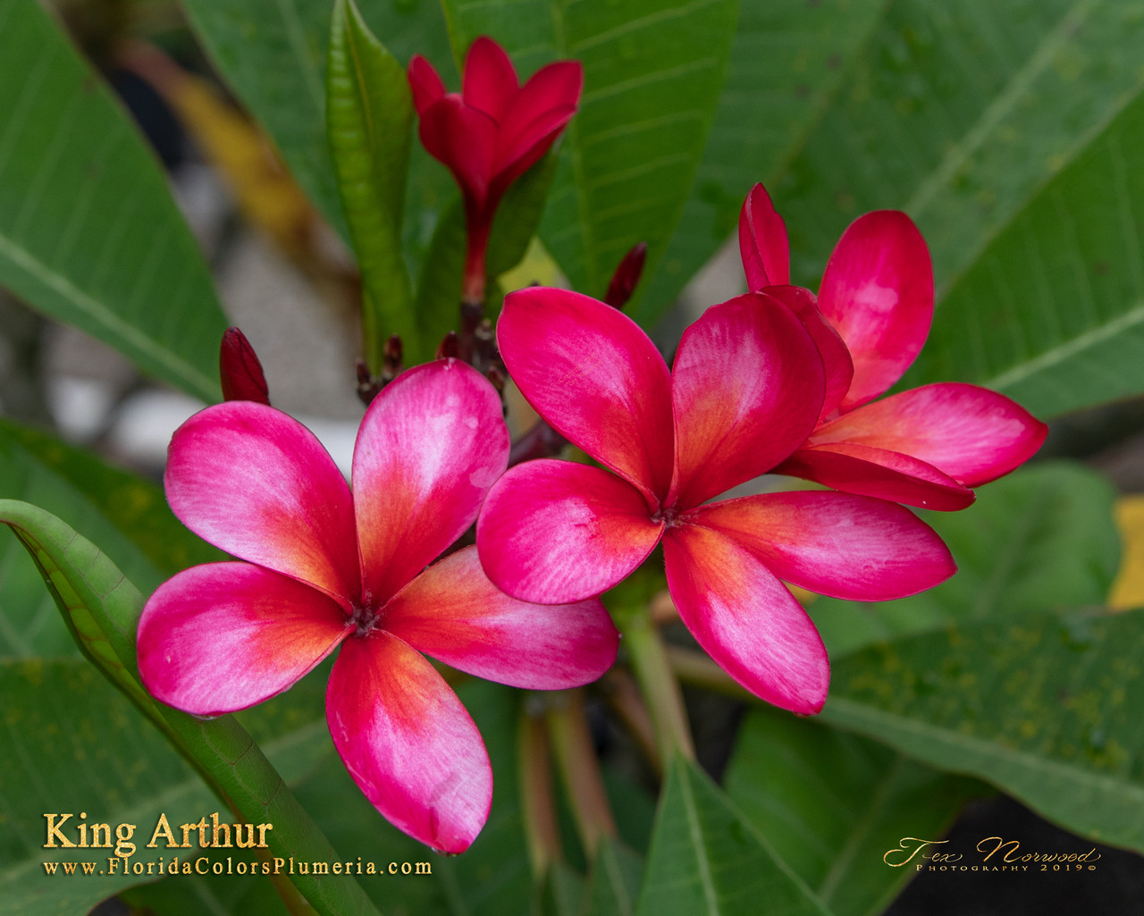 King Arthur FCN Plumeria