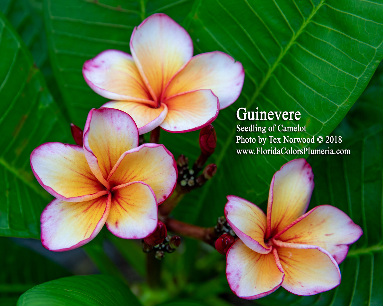 Guinevere Plumeria Introduced by Florida Colors Nursery