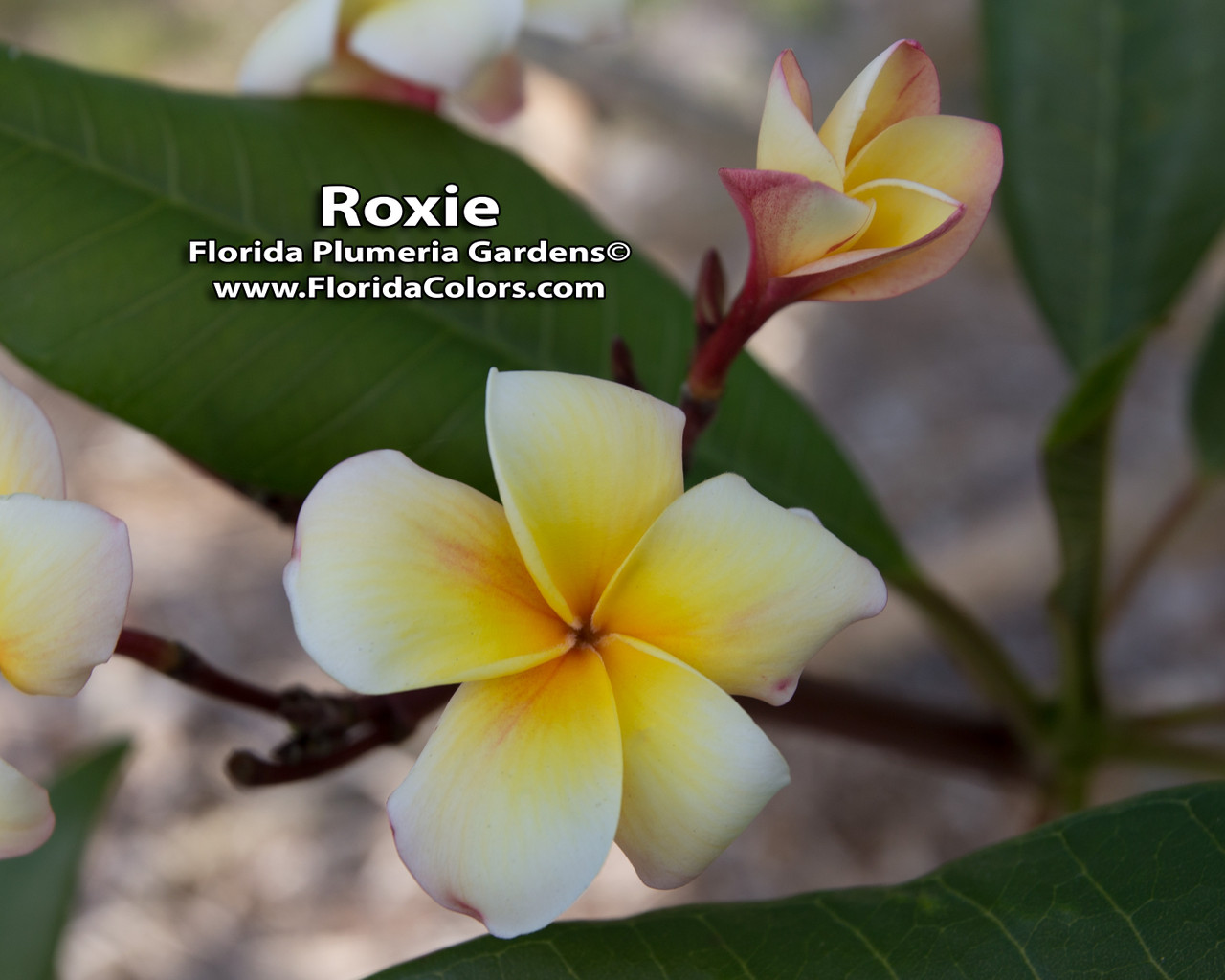 Roxie Plumeria