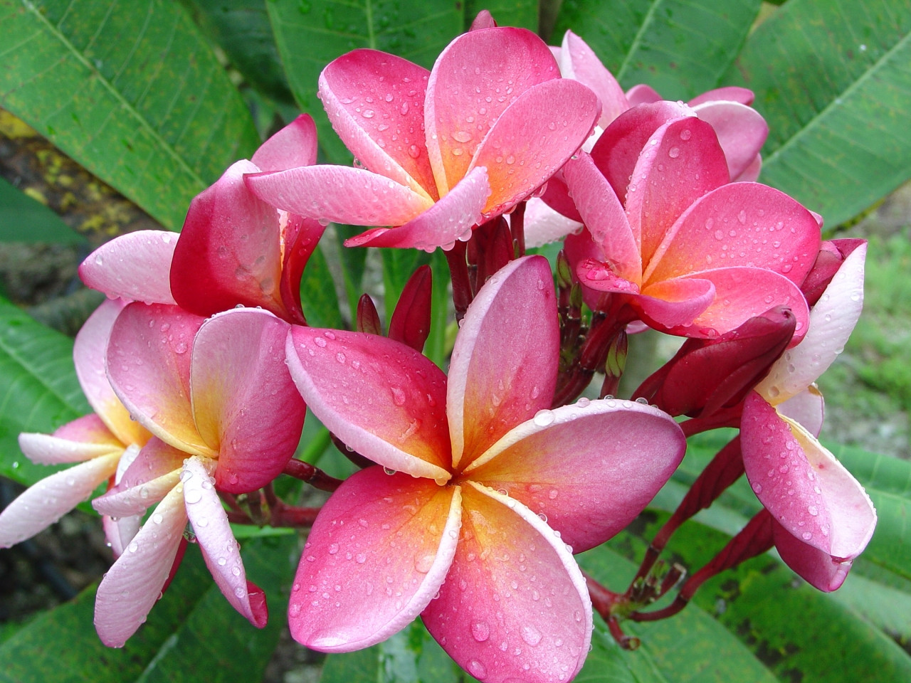 Imagination Plumeria Introduced by Florida Colors Nursery aka FCN