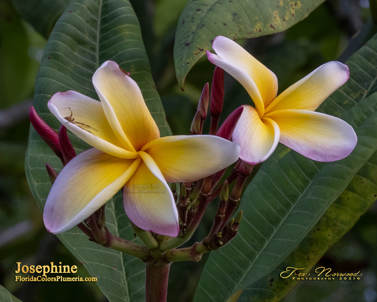 yellow and pink plumeria