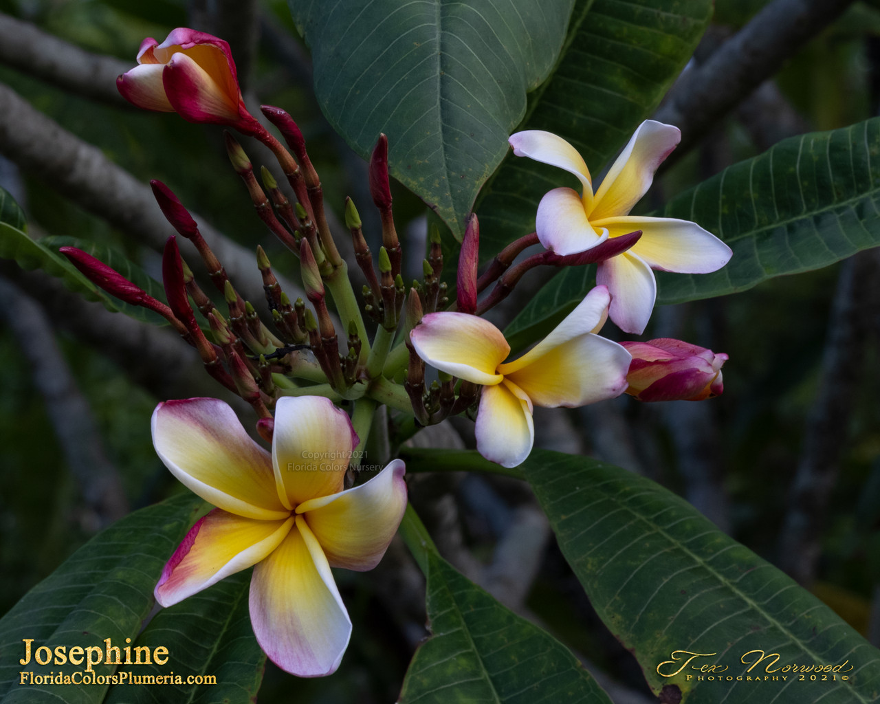 Josephine Plumeria Introduced by Florida Colors Nursery