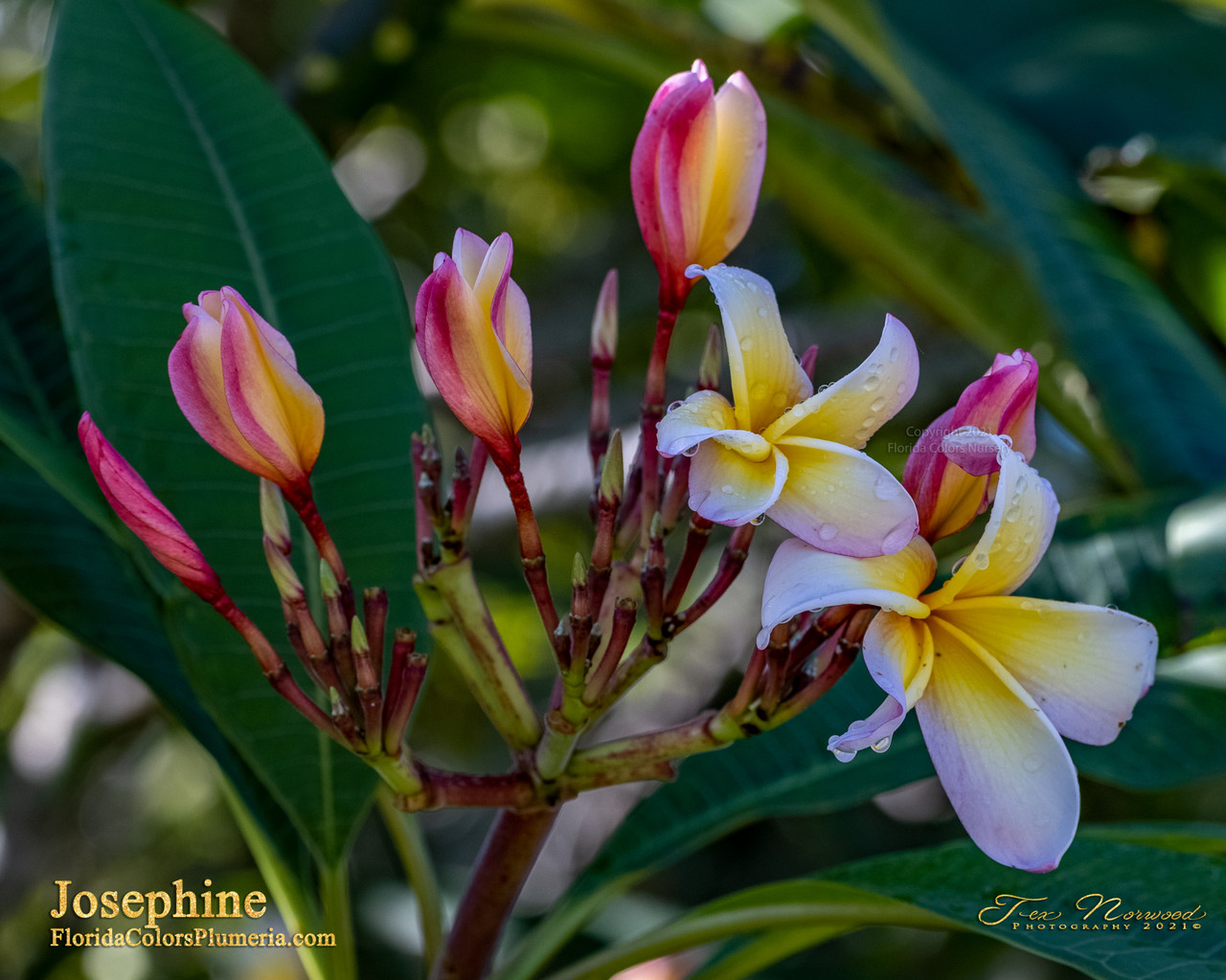 Josephine Plumeria Introduced by Florida Colors Nursery