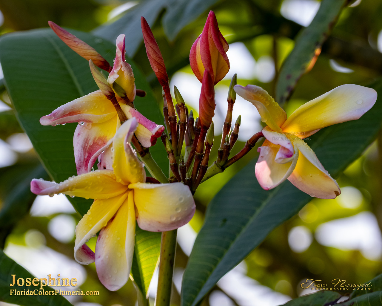 yellow and pink plumeria