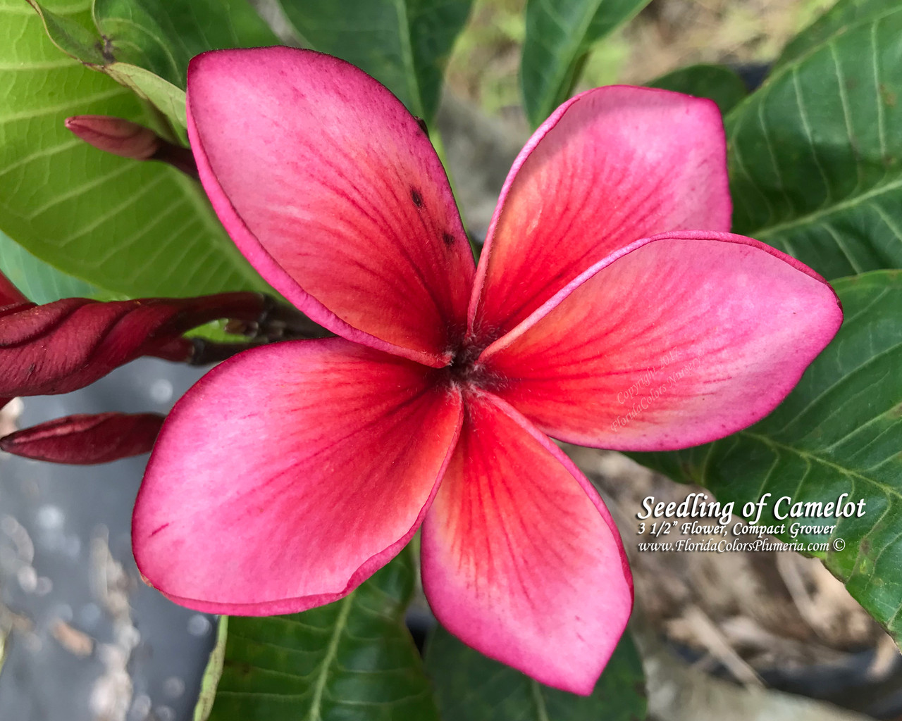Sir Lancelot Plumeria Introduced by Florida Colors Nursery