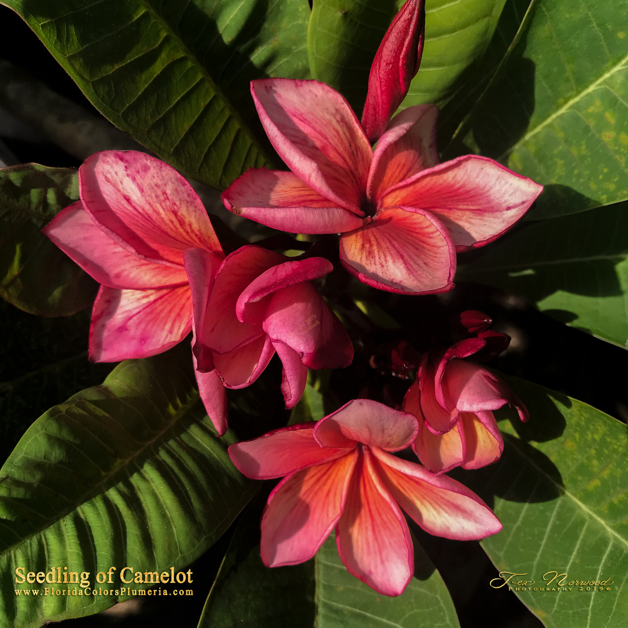 Sir Lancelot Plumeria Introduced by Florida Colors Nursery
