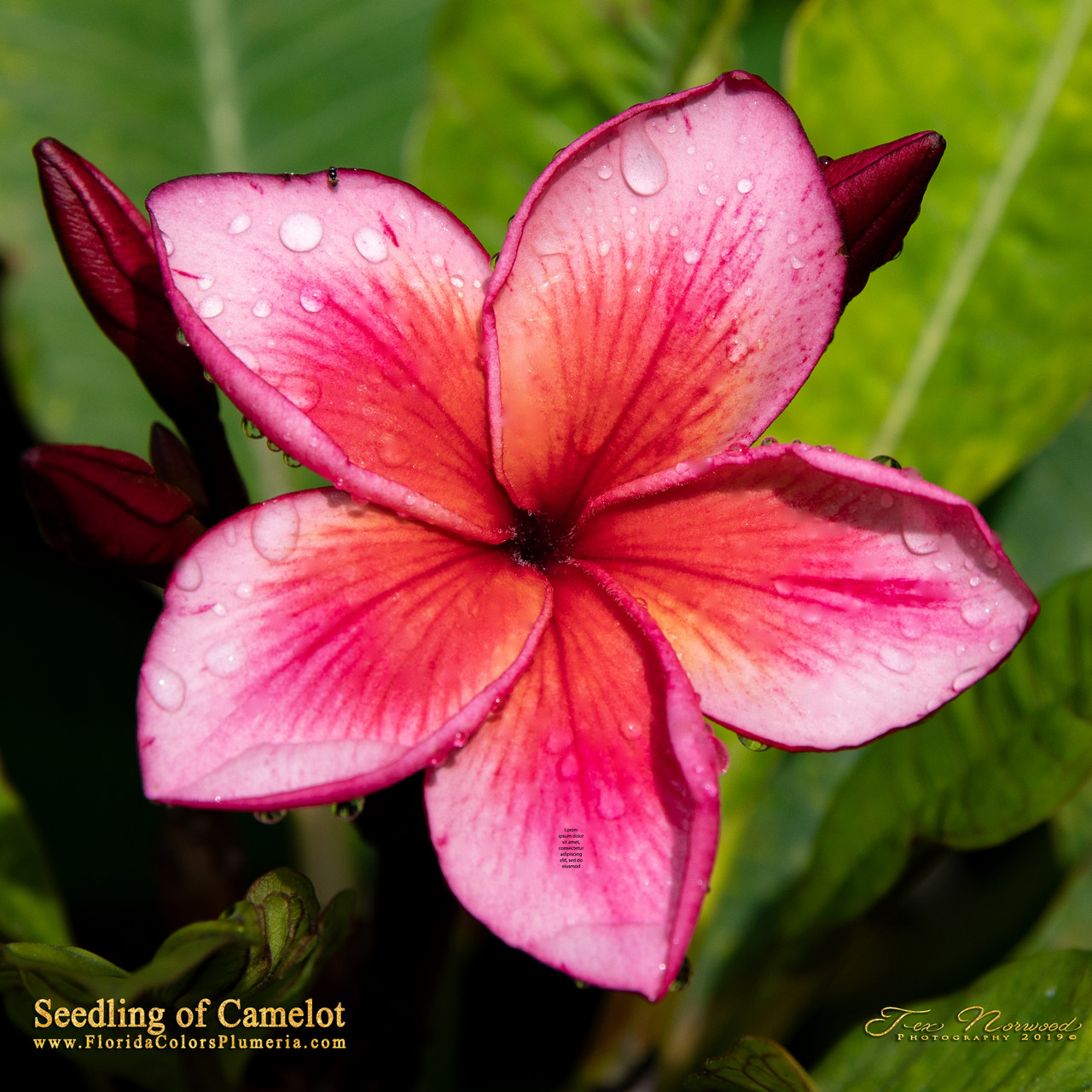 Sir Lancelot Plumeria Introduced by Florida Colors Nursery