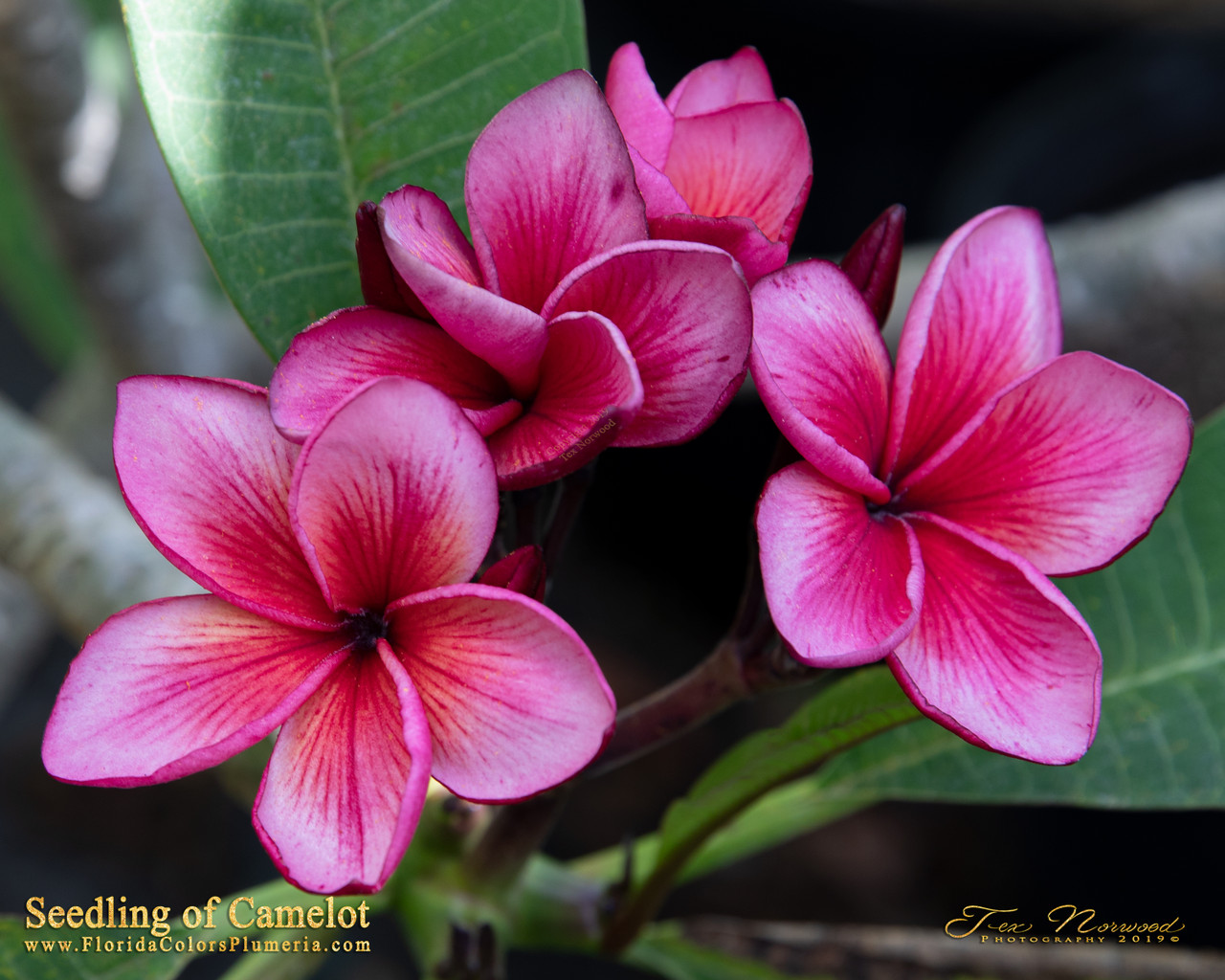 Sir Lancelot Plumeria Introduced by Florida Colors Nursery