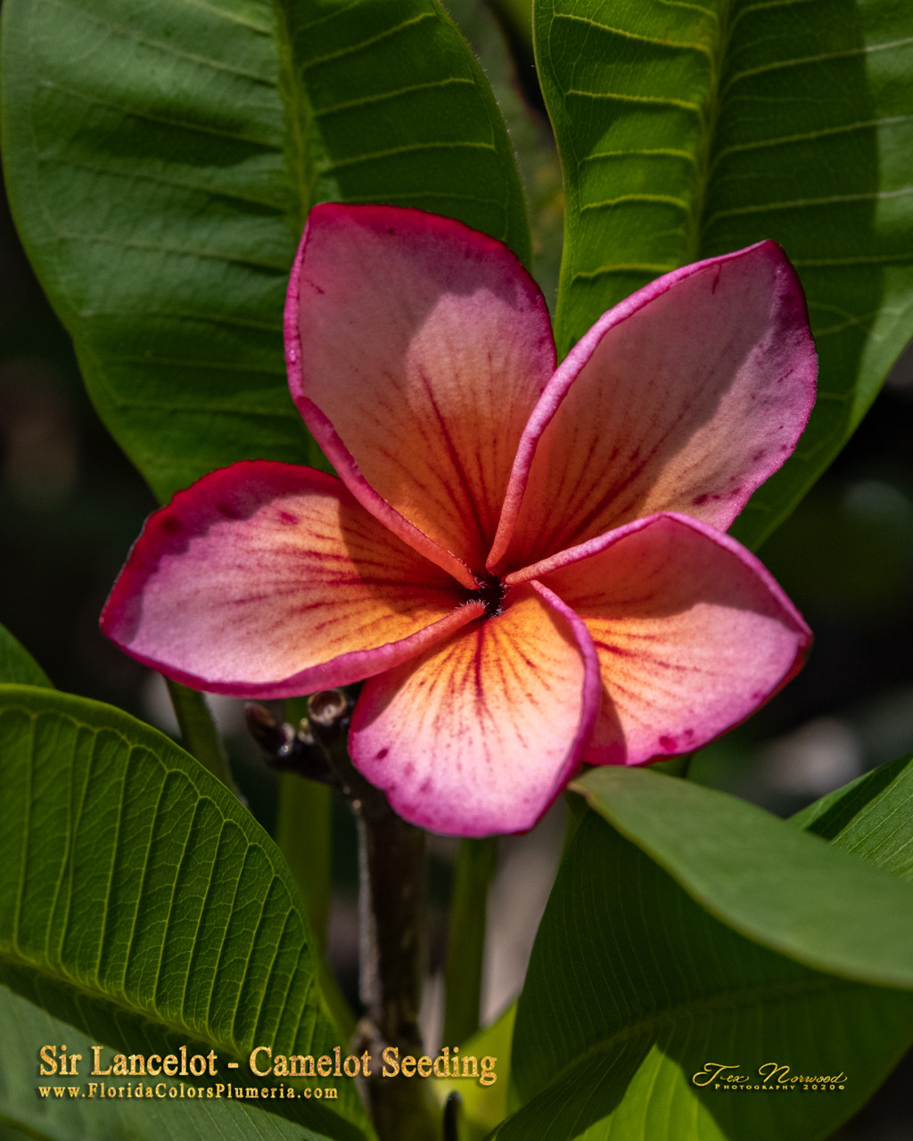 Sir Lancelot Plumeria Introduced by Florida Colors Nursery