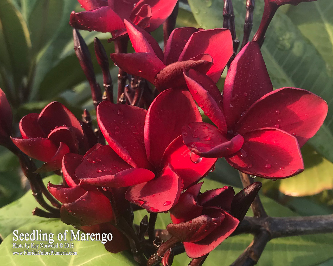 Cupid's Fire Plumeria Introduced by Florida Colors Nursery