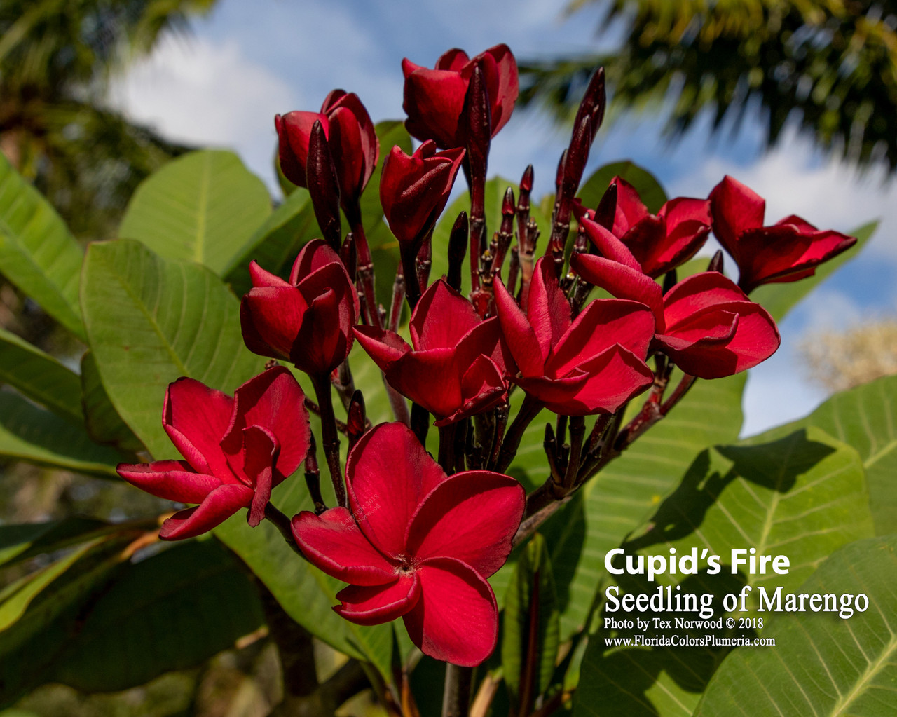 Cupid's Fire Plumeria Introduced by Florida Colors Nursery