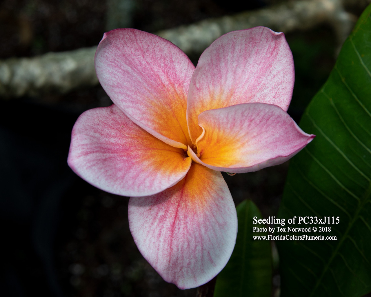 Dino Plumeria Introduced by Florida Colors Nursery