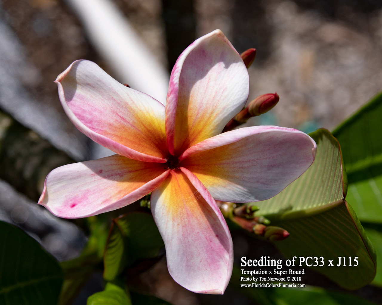 24 Karat Plumeria Cutting