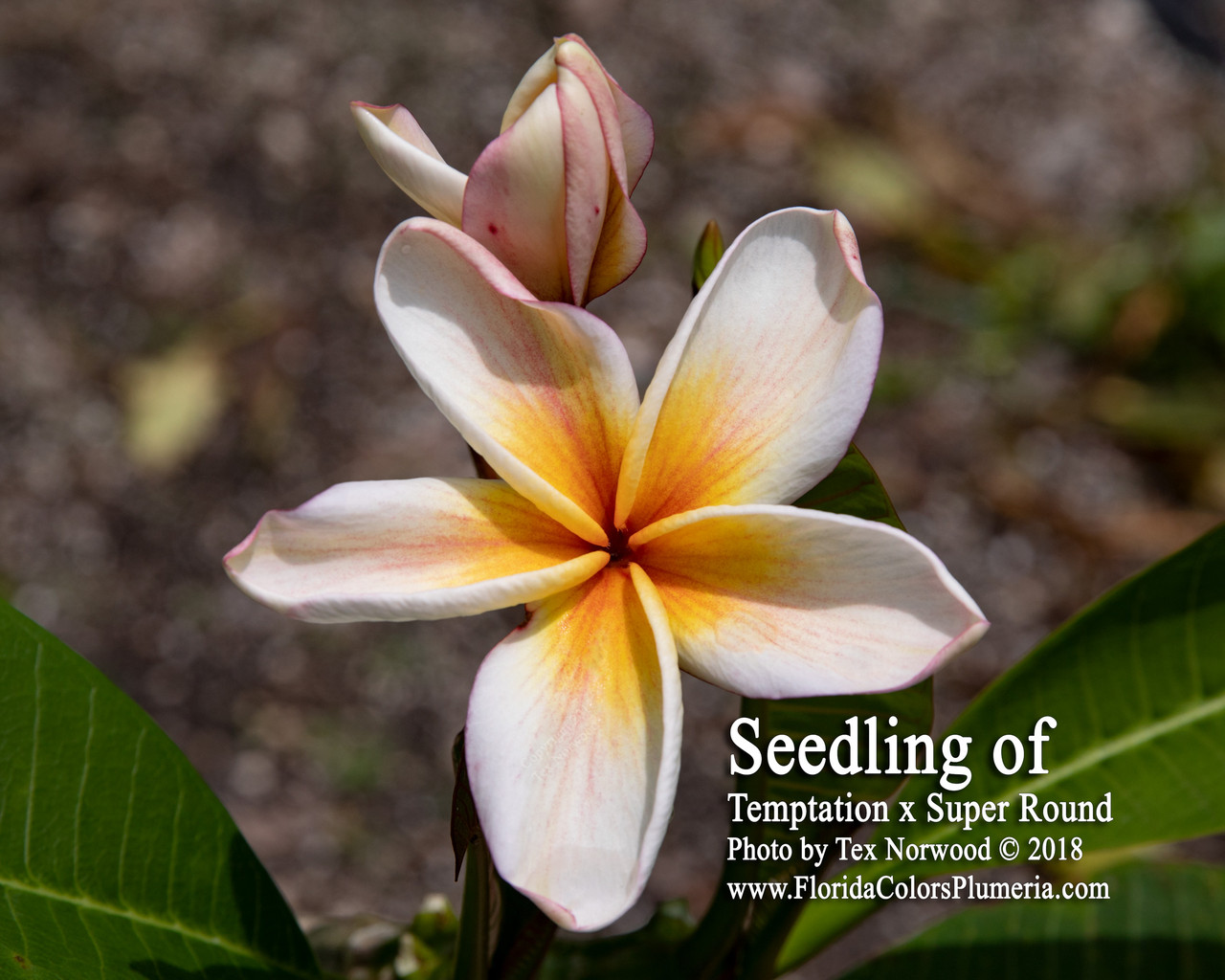 Dino Plumeria Introduced by Florida Colors Nursery