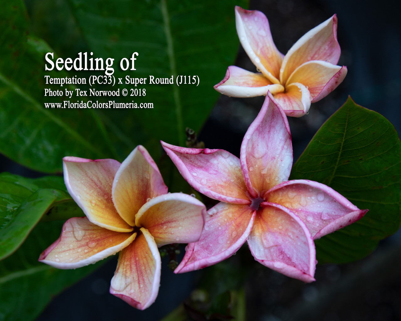 Dino Plumeria Introduced by Florida Colors Nursery