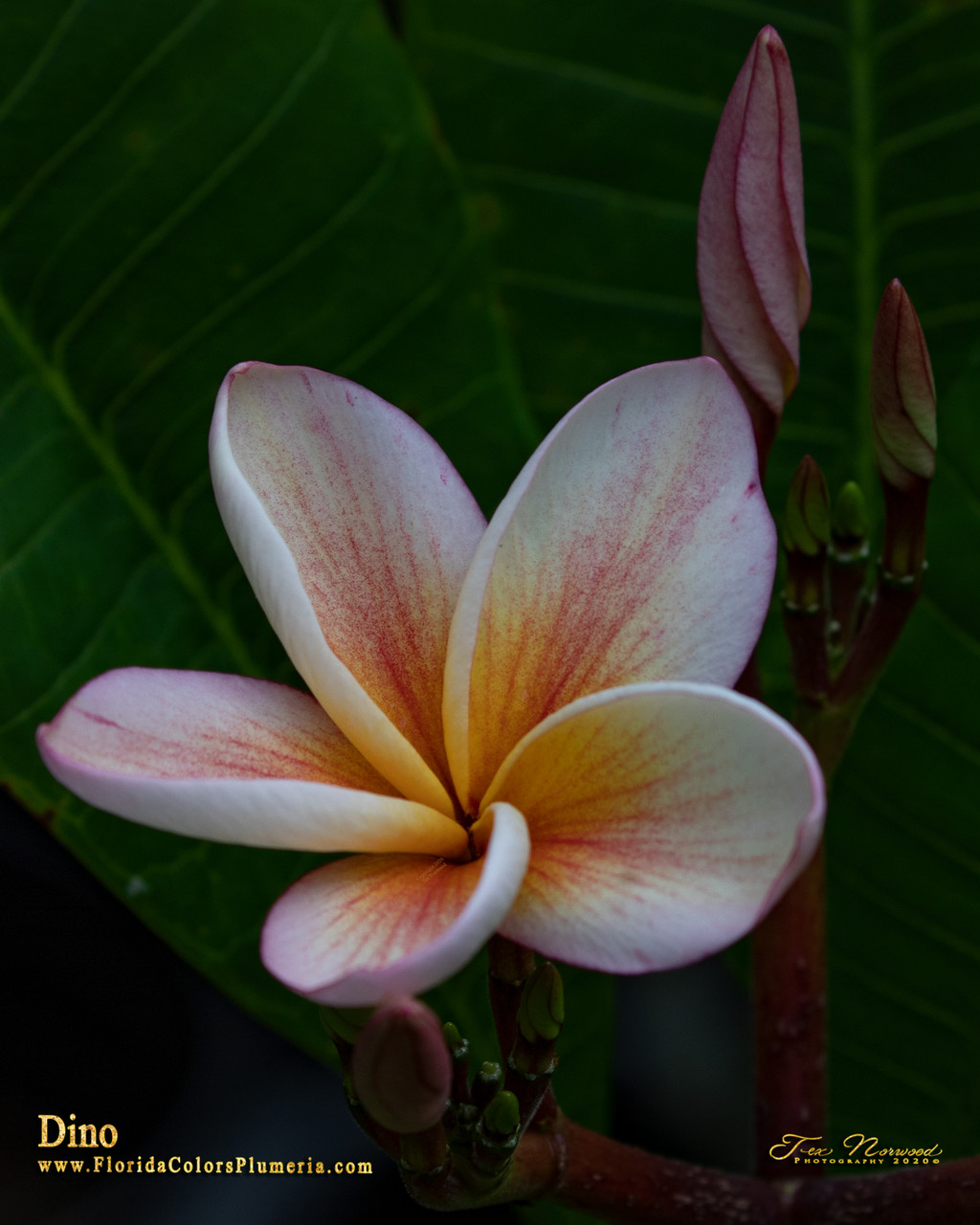 Dino Plumeria Introduced by Florida Colors Nursery