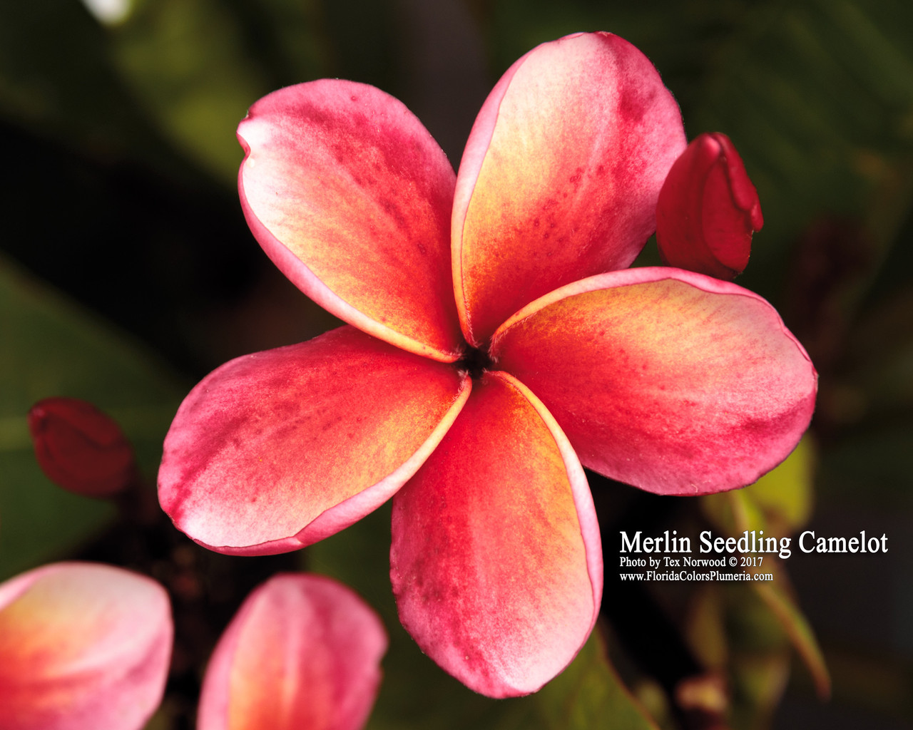 Merlin Plumeria Introduced by Florida Colors Nursery
