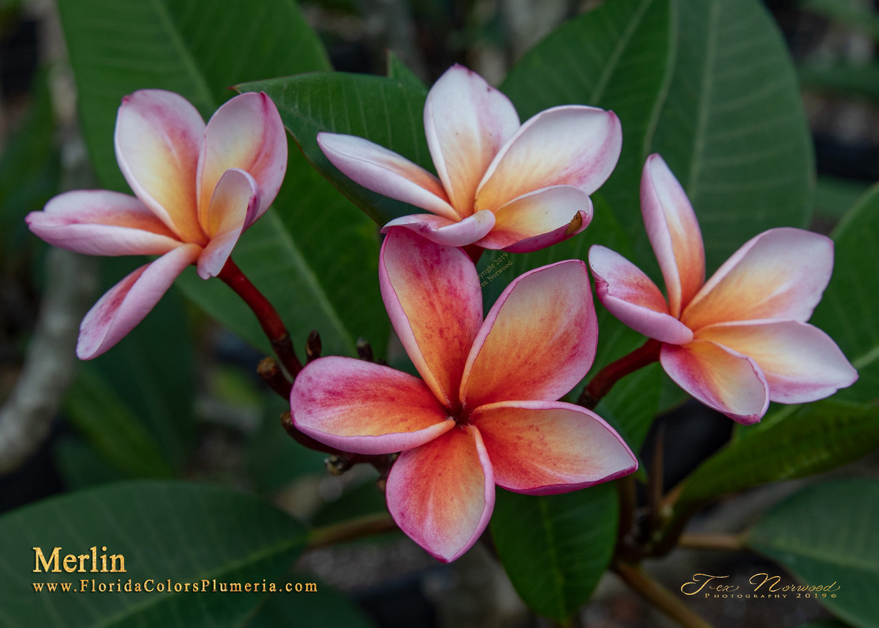 Merlin Plumeria Introduced by Florida Colors Nursery