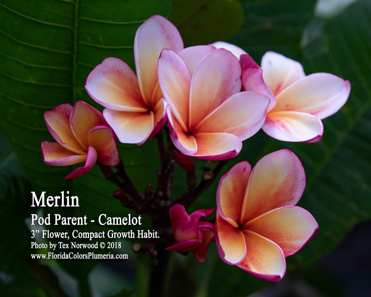 plumeria Piccadilly__45933.1733420974.