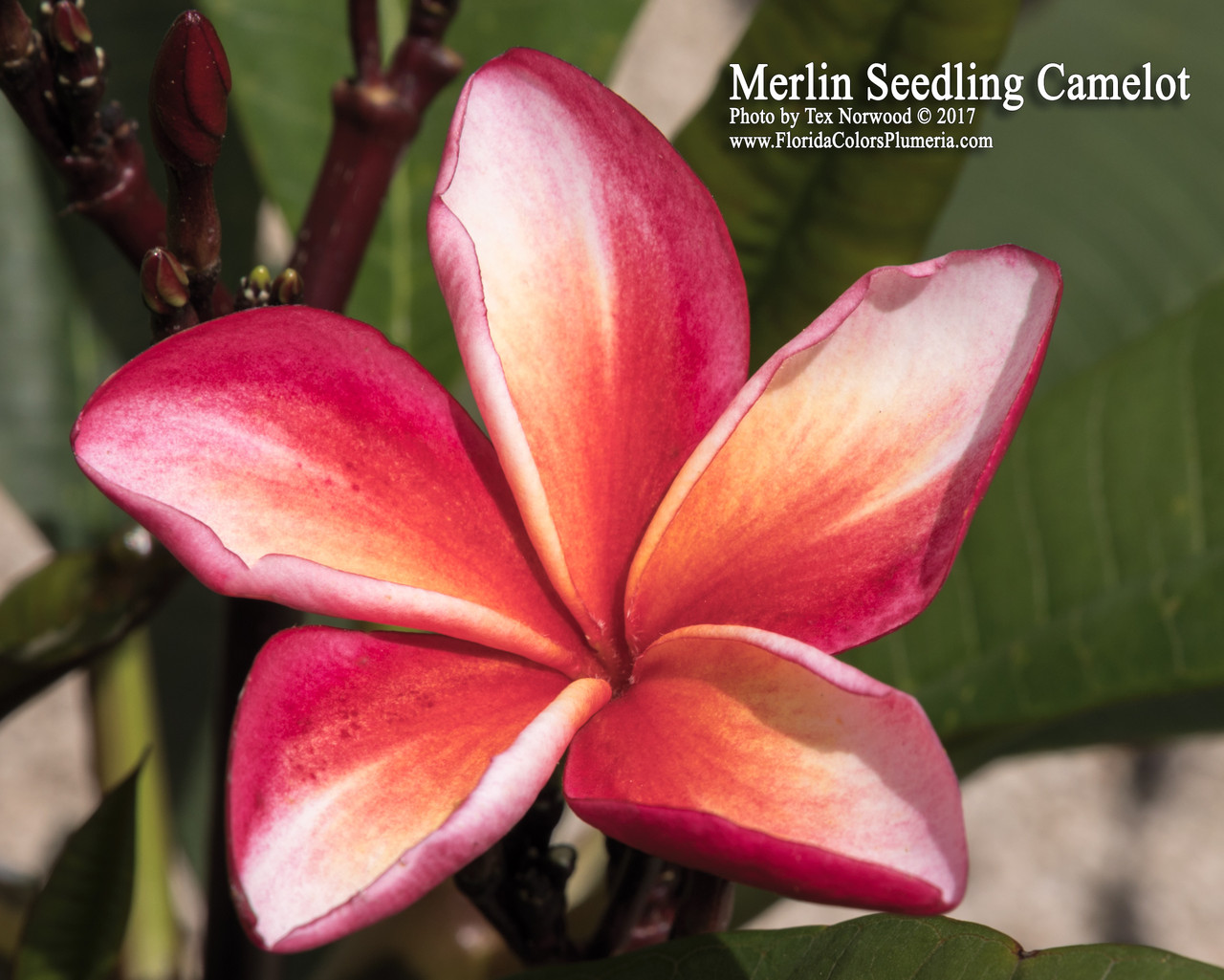 Merlin Plumeria Introduced by Florida Colors Nursery