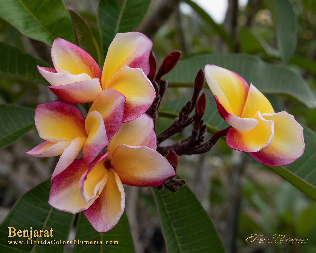 Benjarat Plumeria