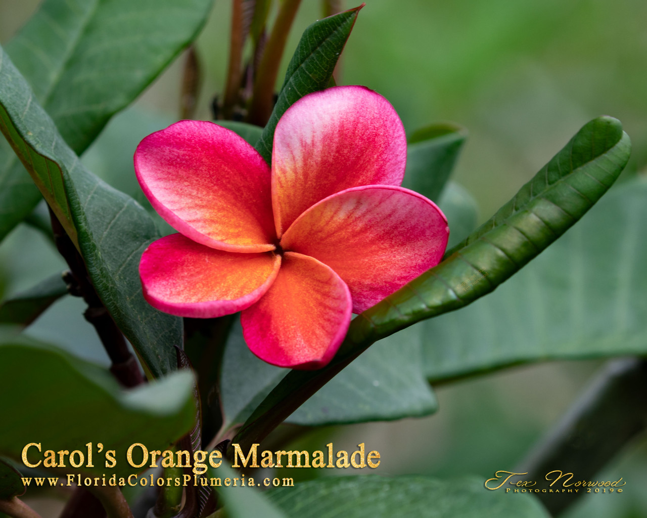 Carol's Orange Marmalade FCN Plumeria Introduced by Florida Colors
