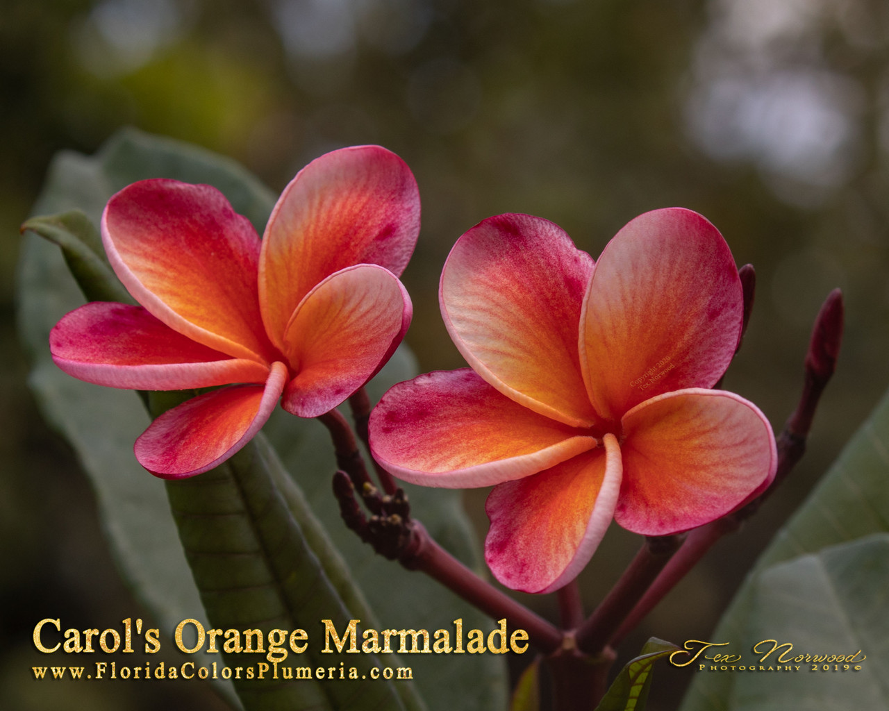 Carol's Orange Marmalade FCN Plumeria Introduced by Florida Colors