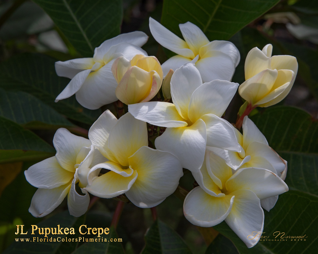 Hawaiian Rose Plumeria Introduced by Jim Little