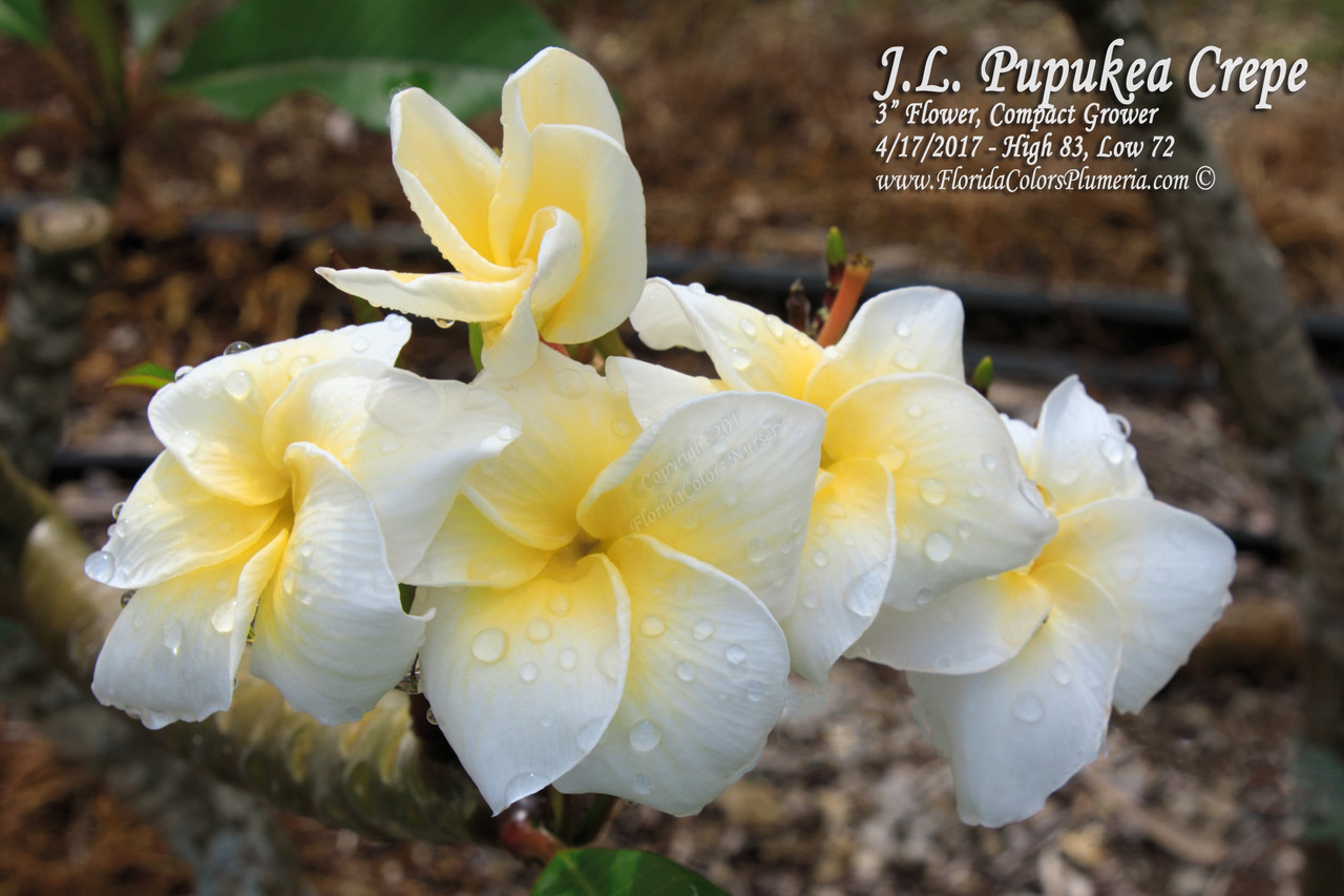 Hawaiian Rose Plumeria Introduced by Jim Little