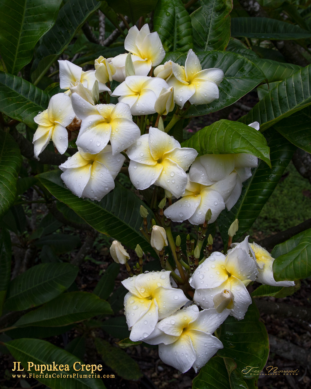 Hawaiian Rose Plumeria Introduced by Jim Little