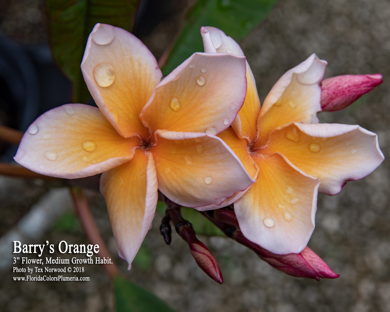 Barry's Orange Plumeria