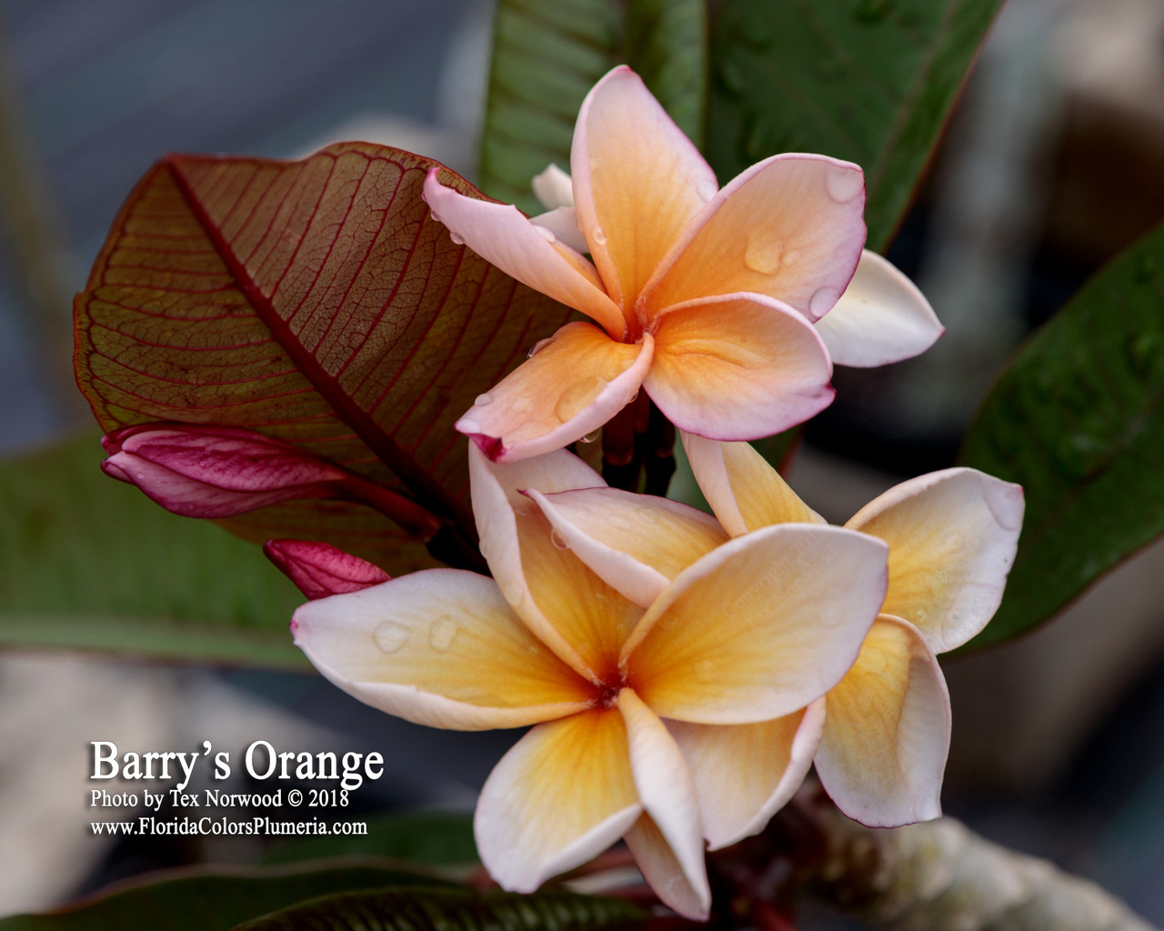 Barry's Orange Plumeria