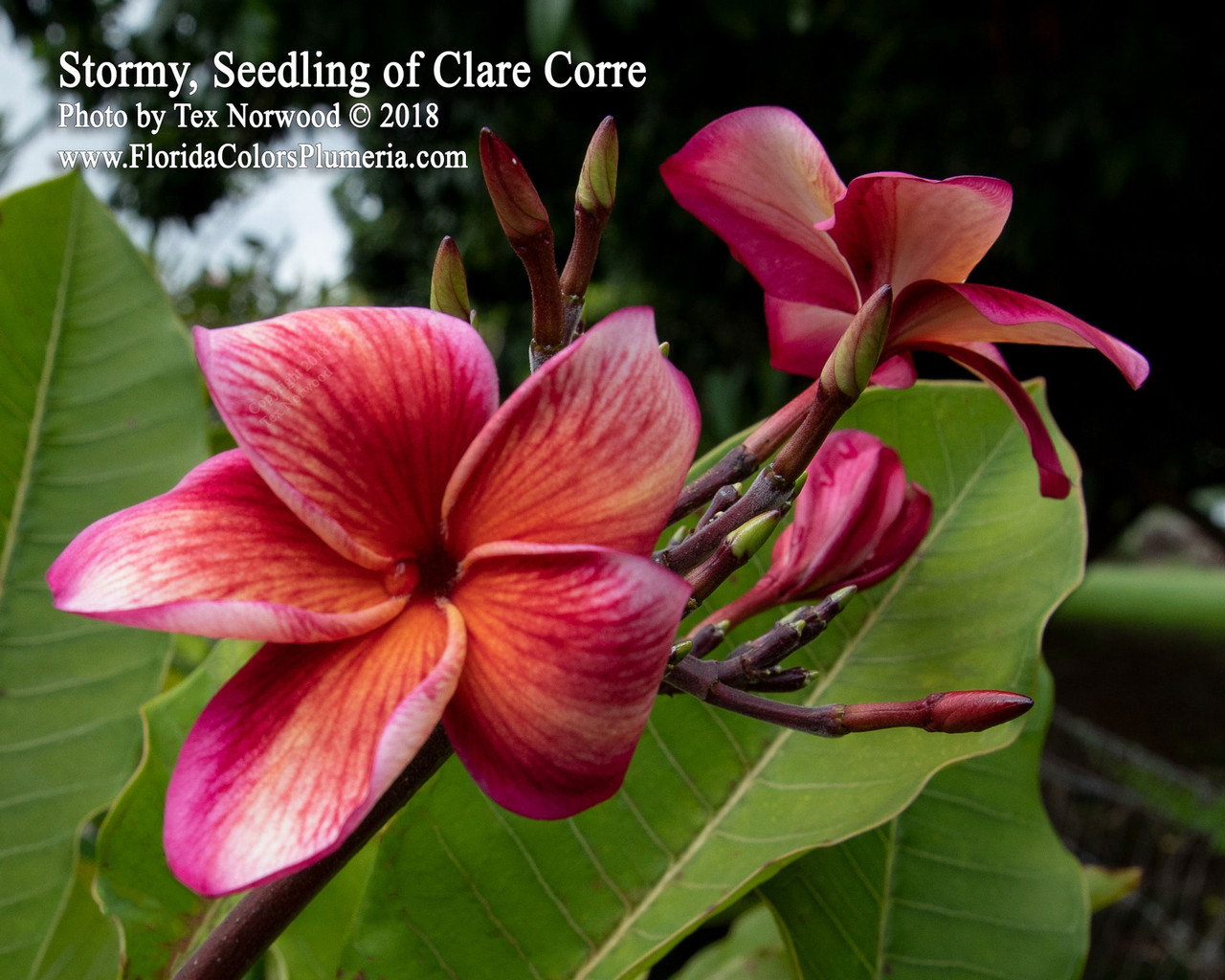 Stormy Plumeria Introduced by Florida Colors Nursery