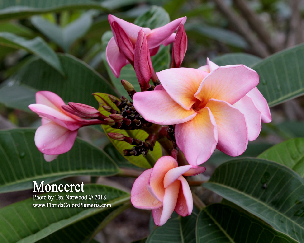 24 Karat Plumeria Cutting