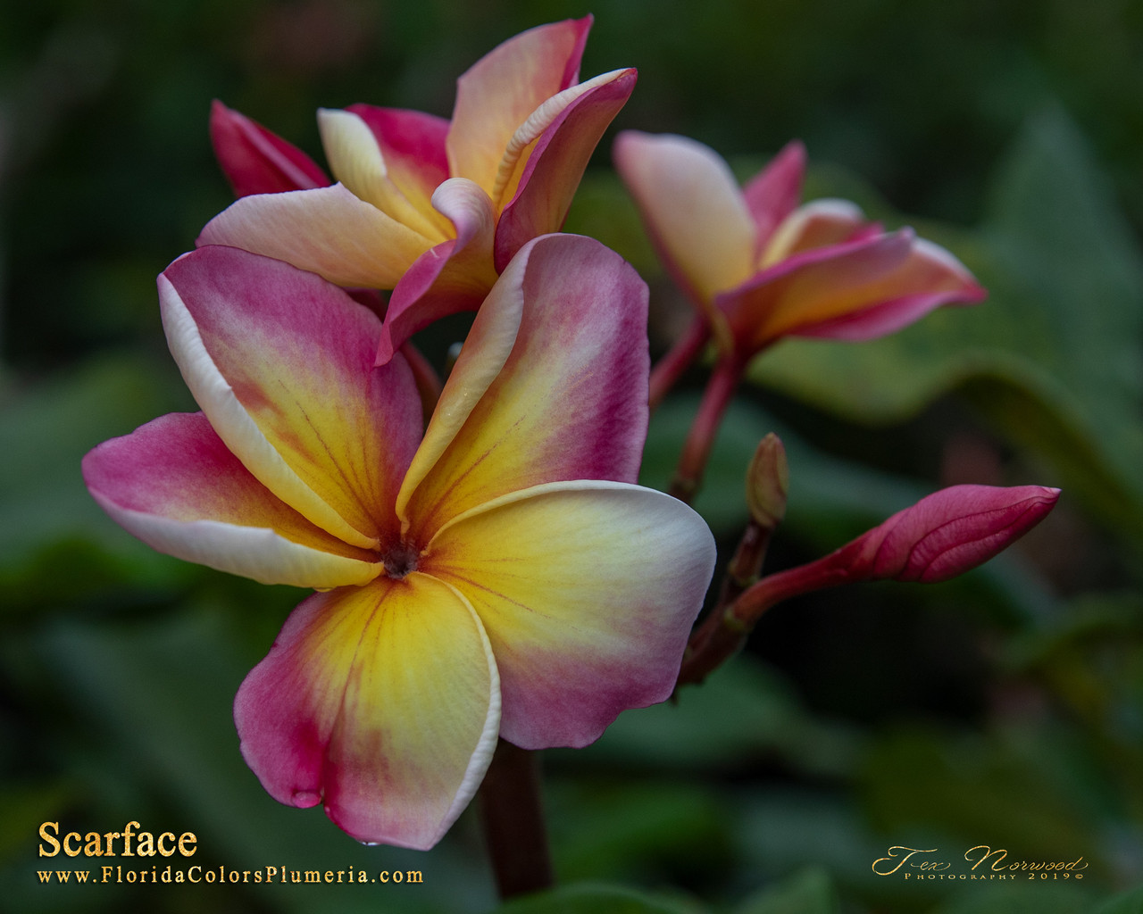 Scarface Plumeria