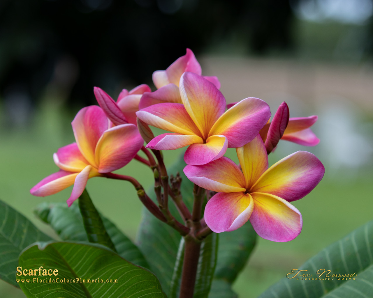 plumeria ページ Explore Our Plumeria Frangipani Obtusa Singapore Pink Orchid