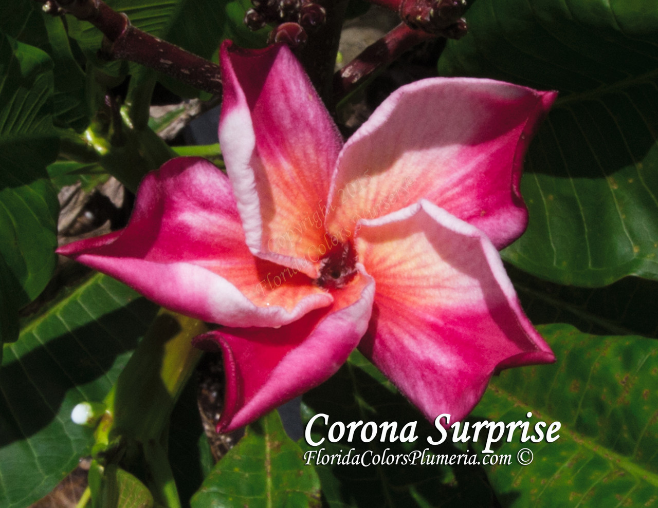 Corona Surprise